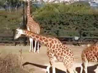 Australian School Girls Take A Zoo Trip